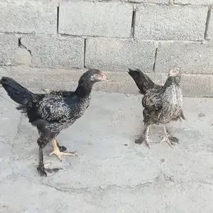 Куры Ломан Браун, Душанбе