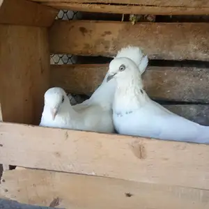 Кафтар, Бохтар (Курган-Тюбе)