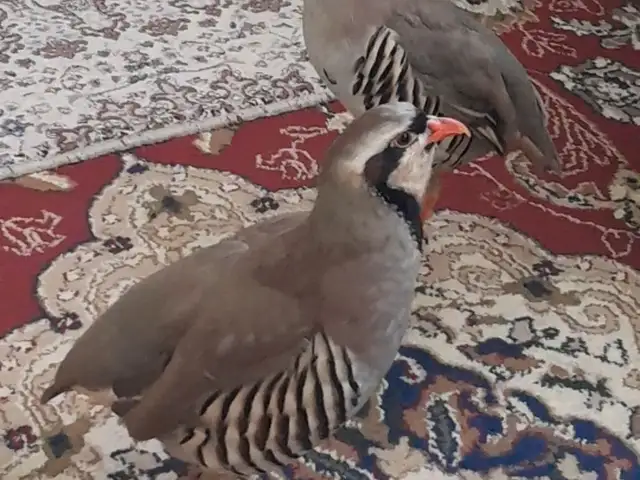Кабк, Душанбе