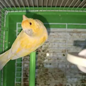 Канарейка, Канибадам
