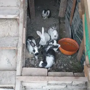 Харгуш, Душанбе