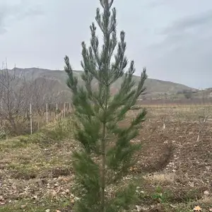 Сосна, Душанбе