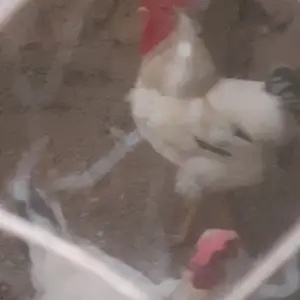 Хурузи рябушка 6 моҳа, Душанбе