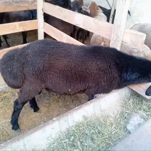 Кушкор 2 сола, Худжанд