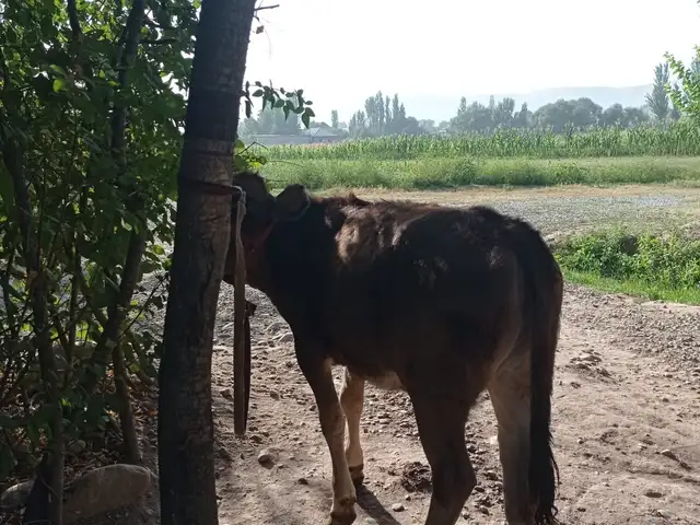 Гуночини Карпат, Вахдат
