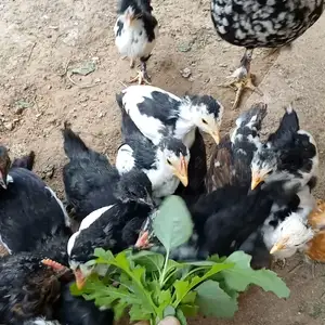 Япончахо, Душанбе