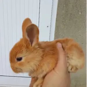 Харгушча, Душанбе