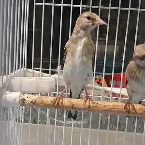 Саъба, Душанбе