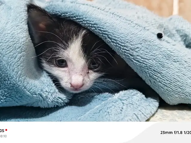 Маленький милый котёнок, Бустон (Чкаловск)