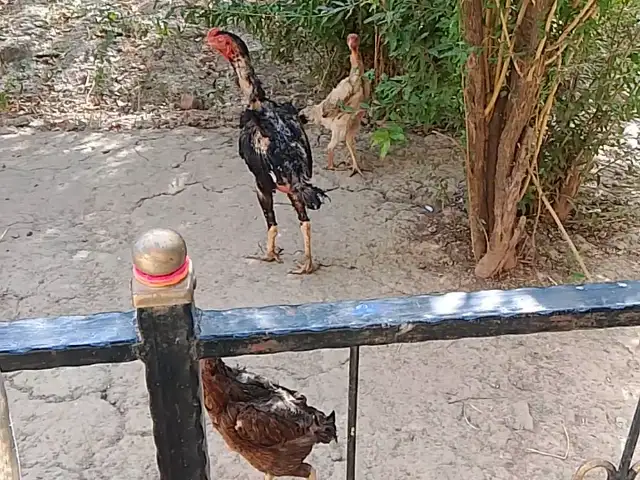 Дакан, Душанбе