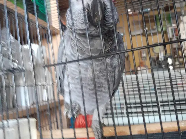 Попугай Жако, Душанбе