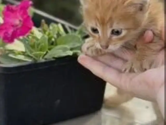 Котята даром, Душанбе