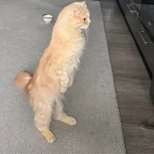Кошка, Худжанд