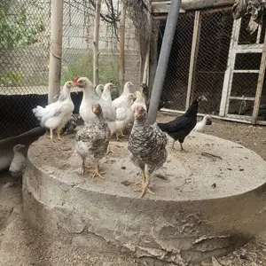 Чучаи рябушка, Исфара