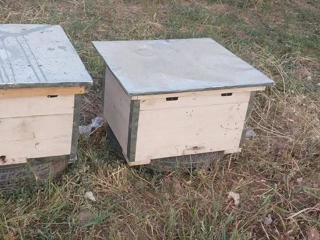 Оилаи Замбури карпат, Вахдат