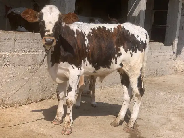 Букачаи авликул, Бохтар (Курган-Тюбе)