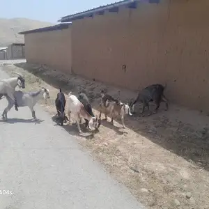 Буз, Темурмалик