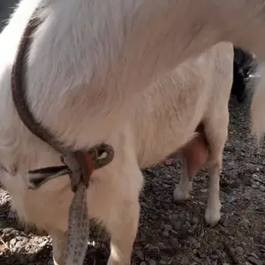 Бузи руски, Турсунзаде