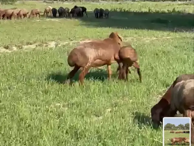 Кушкор барои зот Арашан, Зафарабад