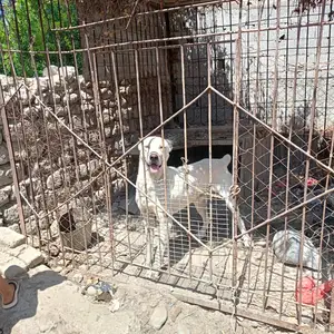 Собака, Канибадам