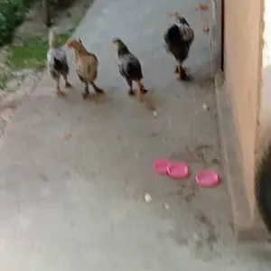Мурғ, Душанбе