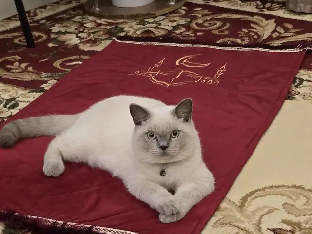 Кот на вязку, Хуҷанд