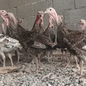 Индюк чуча, Турсунзаде