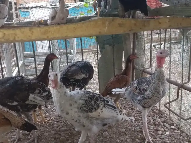 Индюк, Бобоҷон Ғафуров