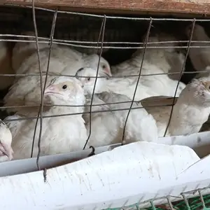 Будана, Вахдат