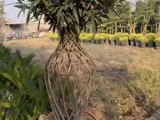 Декоративные деревья, Душанбе