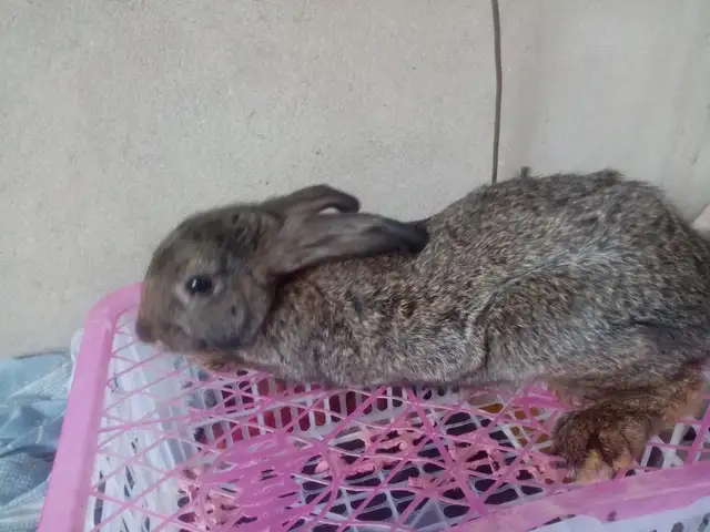 Куяни модда, Худжанд