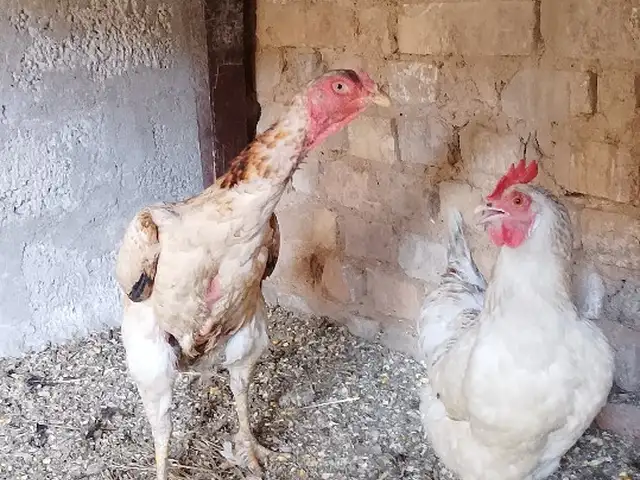 Мург, Душанбе