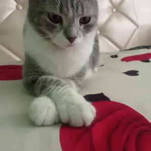 Кошка шотландская, Бохтар (Курган-Тюбе)