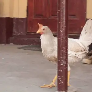 Чучаи инкубатор, Душанбе