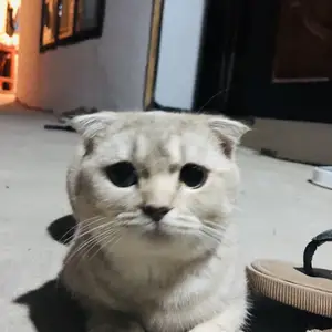 Кошка, Душанбе