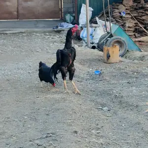 Чучаи дакан, Рудаки