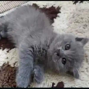 Шотландский прямоухий котенок, Душанбе