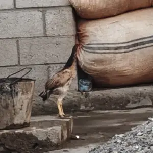 Дакан, Яван
