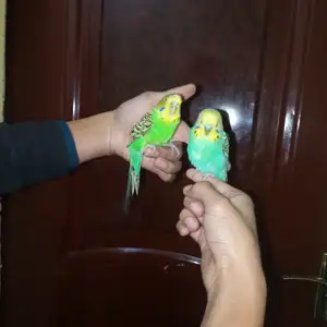 Попугай, Душанбе