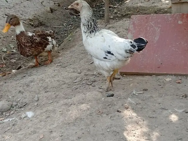 Рябушка, Вахдат
