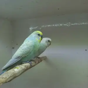Попугай, Душанбе