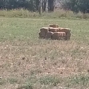 Пресси алафи табии, Душанбе