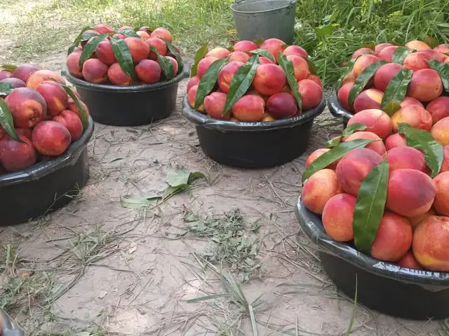 Шафтолуй Хукумуфи, Бохтар (Курган-Тюбе)