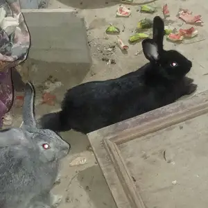 Харгушхо, Душанбе