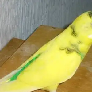 Попугай, Душанбе