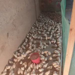 Бедона, Турсунзаде