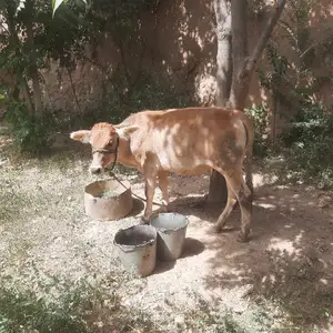 Гуночин, Турсунзаде