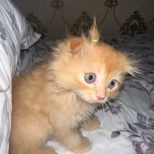 Шотландский вислоухий котенок, Худжанд