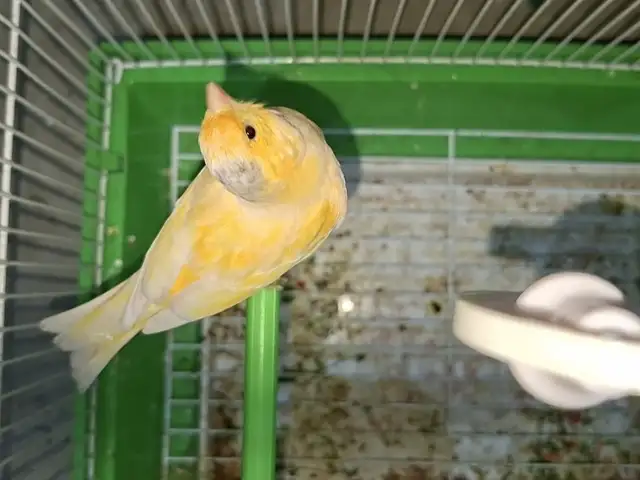 Канарейка, Канибадам
