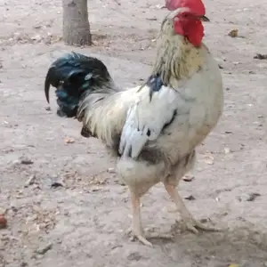 Хурузи калон, Душанбе